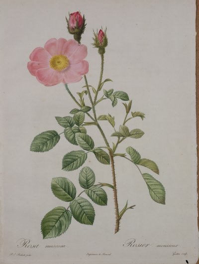 Rosa Muscosa (Moss Rose), engraved by Gouten, from 